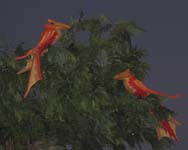 IMG_6852